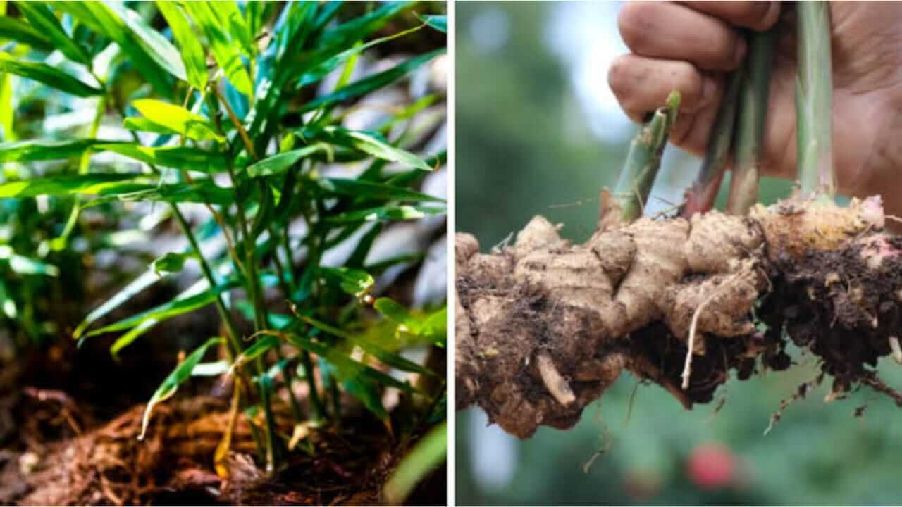 घरच्या घरी अगदी सोप्या पध्दतीने आलं लावा